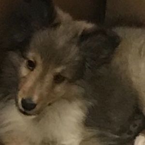 Meet your Posher, Eudessa